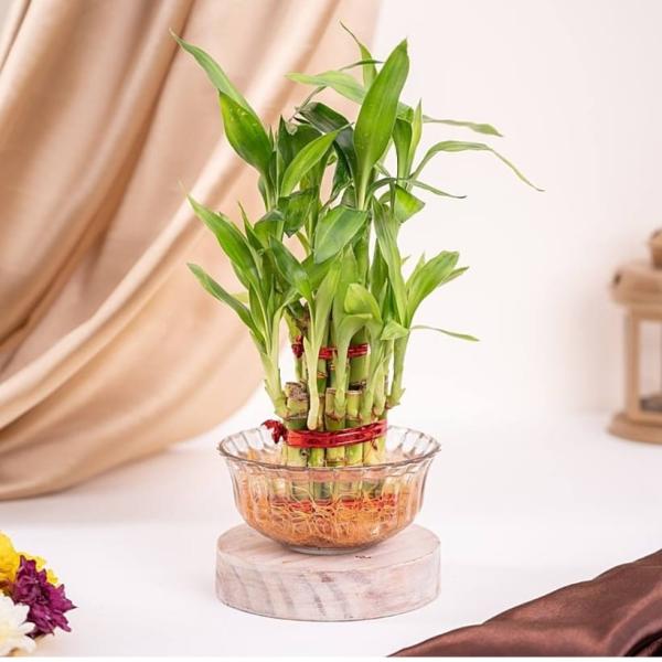 Ugaoo lucky Bamboo plant (2 layaer): 1 unit
